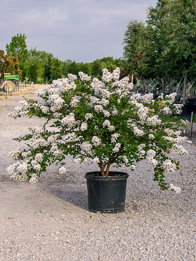 Acoma Crape Myrtle Image