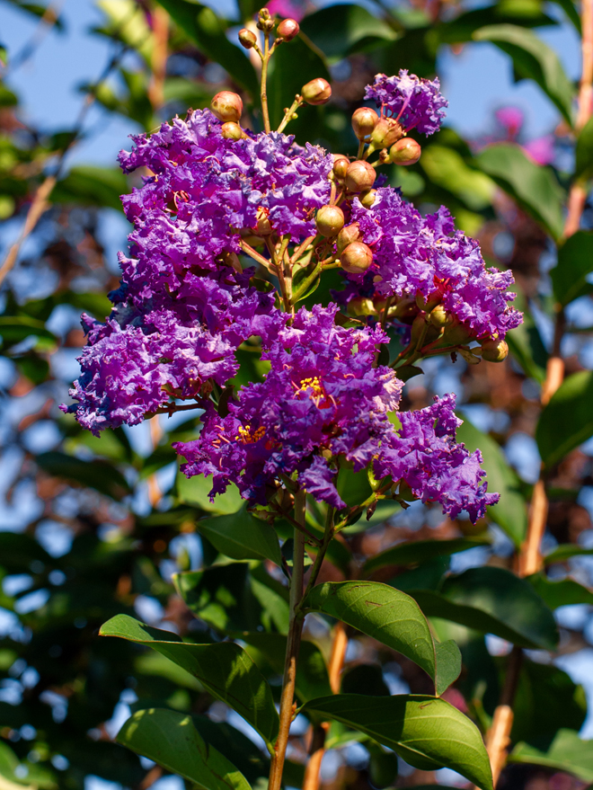 Autauga Crape Myrtle Image