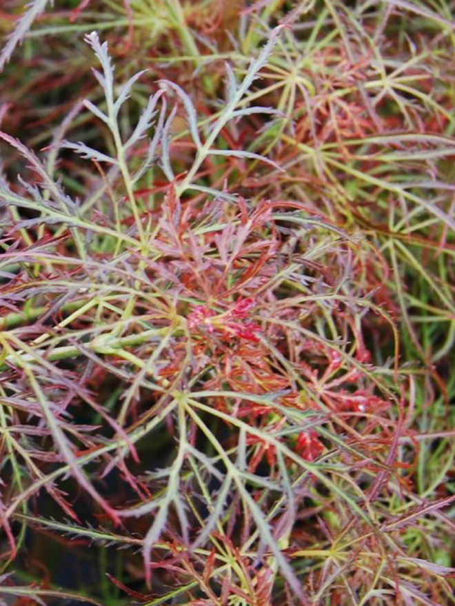 Baby Lace Japanese Maple Image