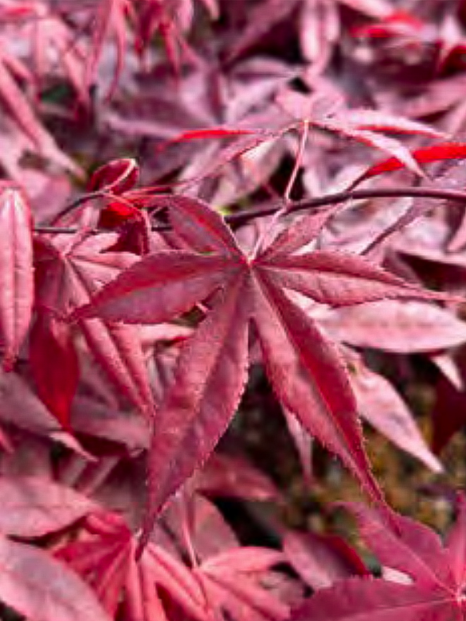 Bloodgood Japanese Maple Image