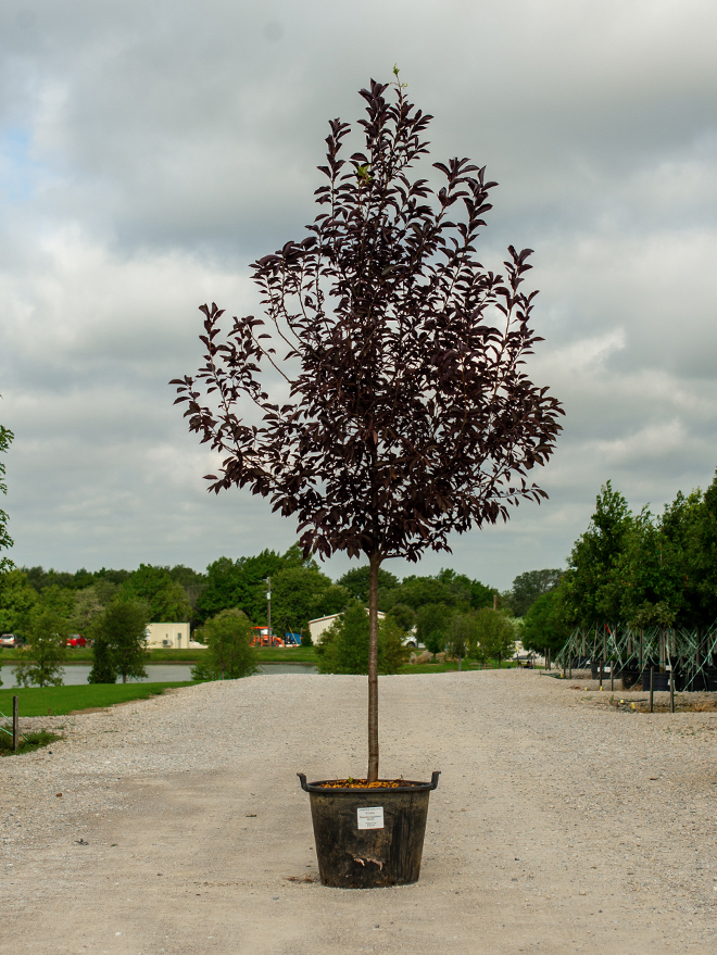 Canada Red Chokecherry Image