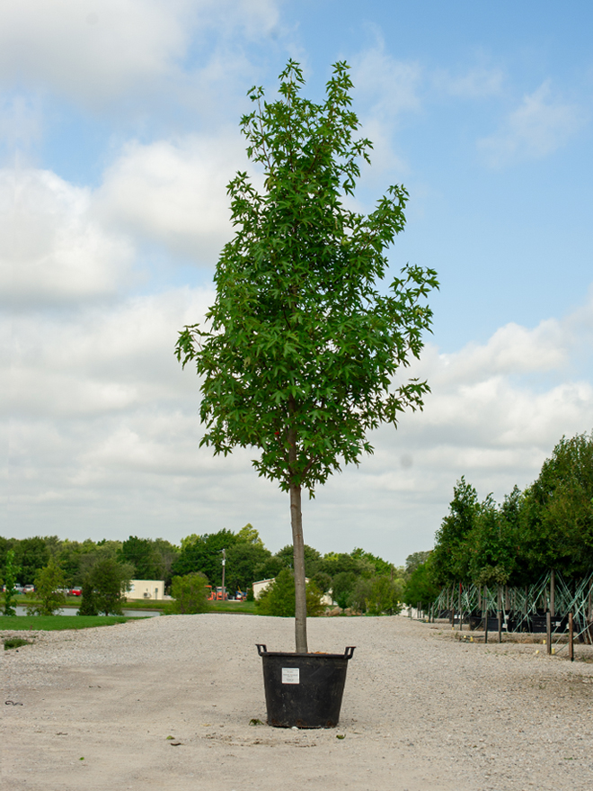 Cherokee Sweet Gum Image