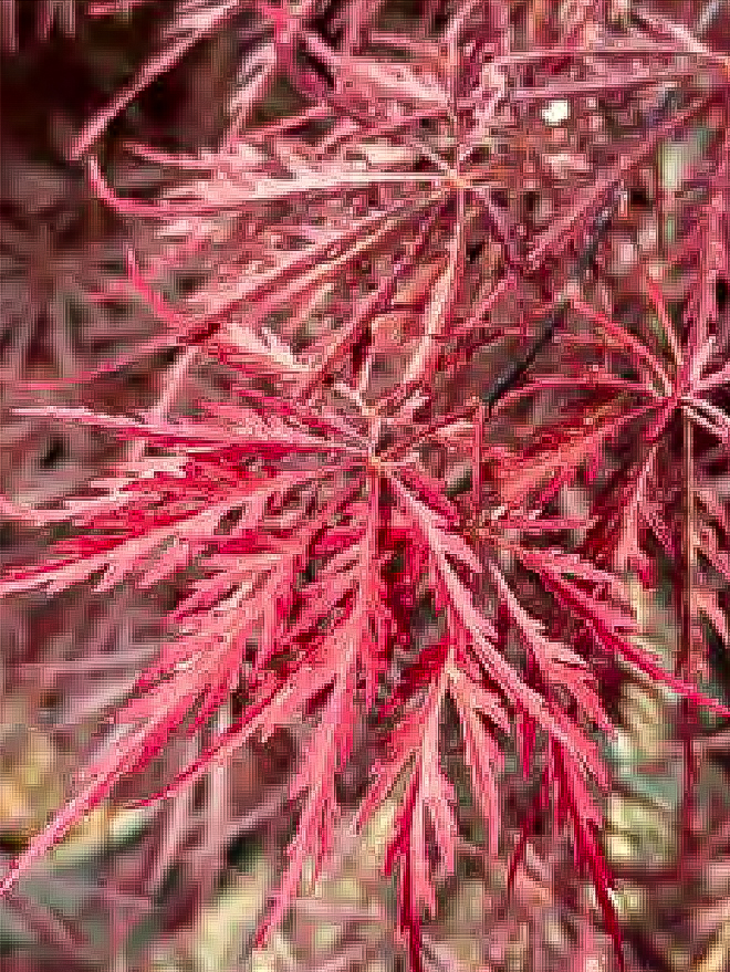 Crimson Queen Japanese Maple Image