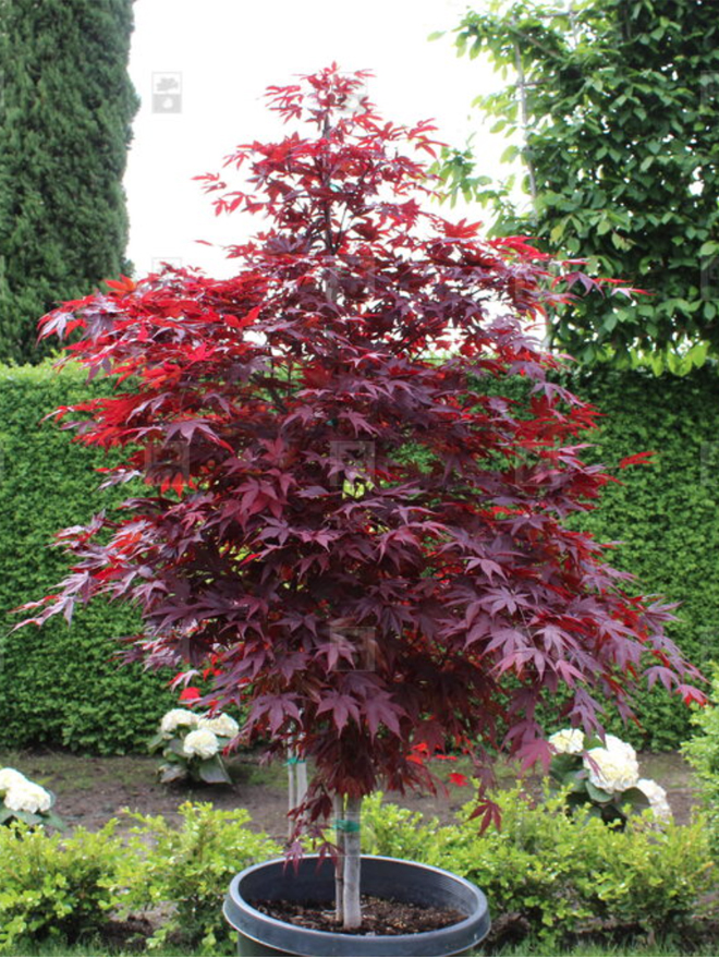 Fireglow Japanese Maple Image