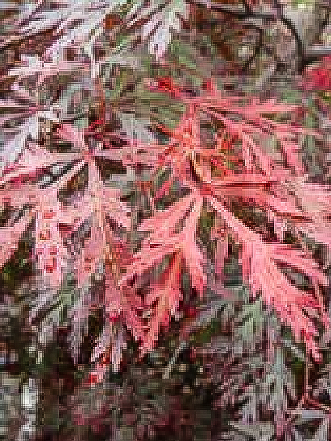 Orangeola Japanese Maple Image