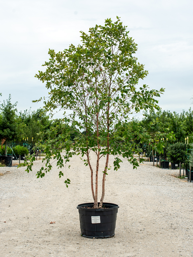 Dura Heat River Birch Image