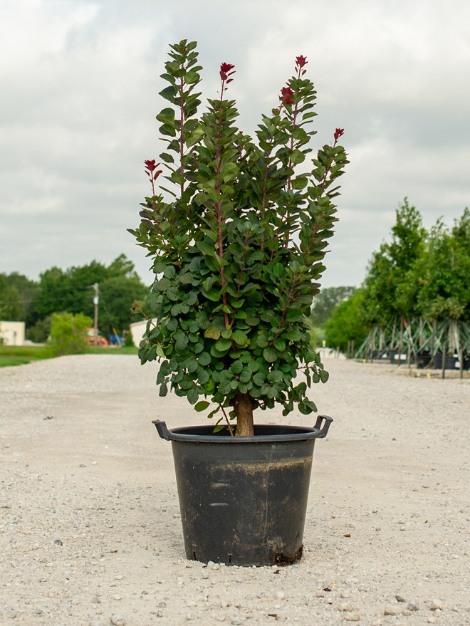 Royal Purple Smoketree Image