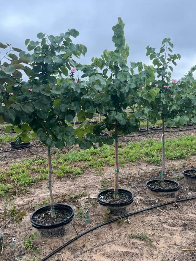 Texas White Redbud Image