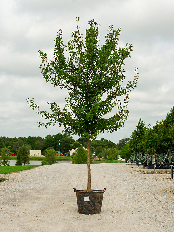 Trident Maple Image