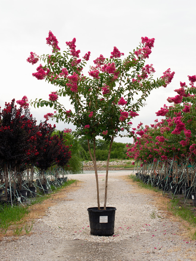 Tuskegee Crape Myrtle Image