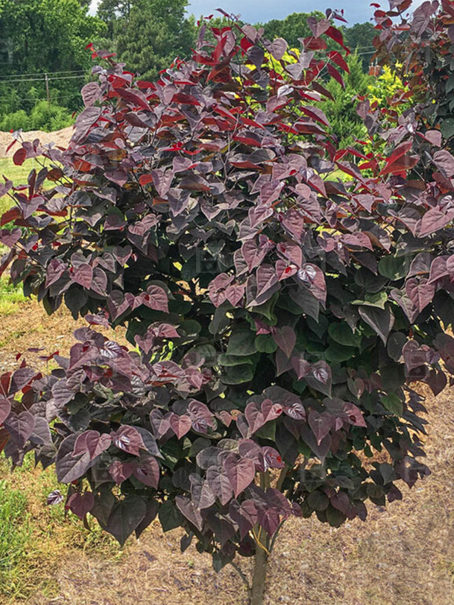 Amethyst Redbud Image