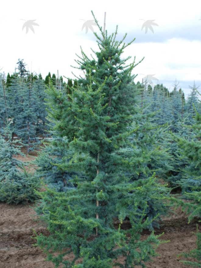 Blue Atlas Cedar Fastigiata Image