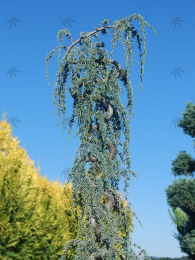 Blue Atlas Cedar Pendula Image