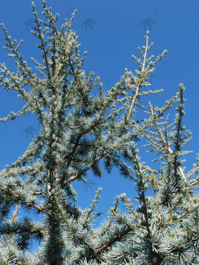 Blue Atlas Cedar Glauca Image