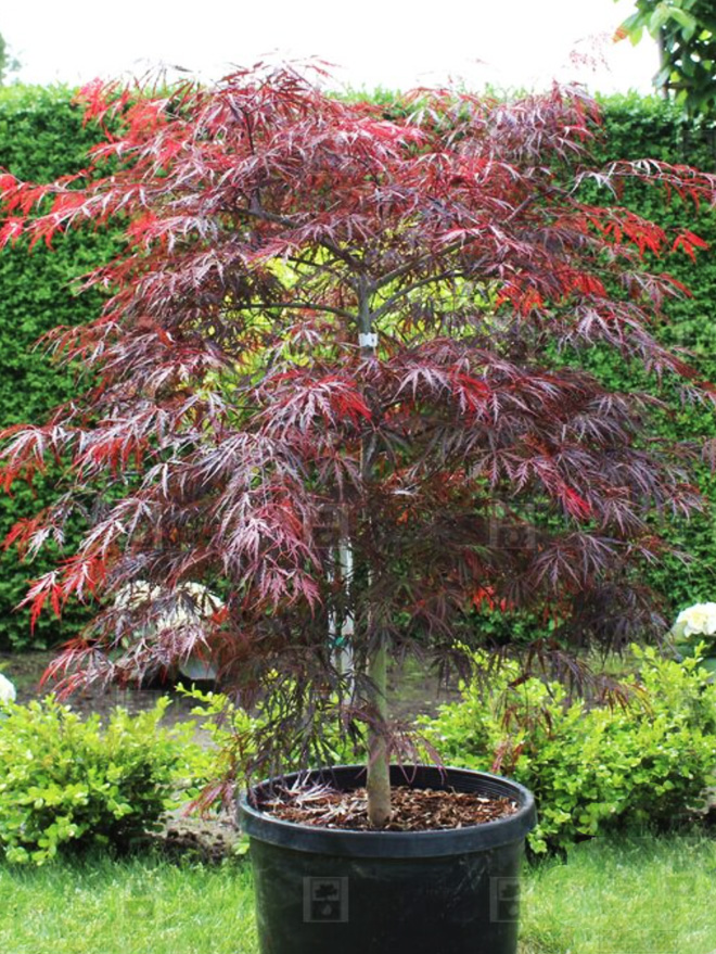 Inaba Shidare Japanese Maple Image