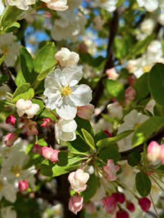 Dwarf Lollipop Crabapple Image