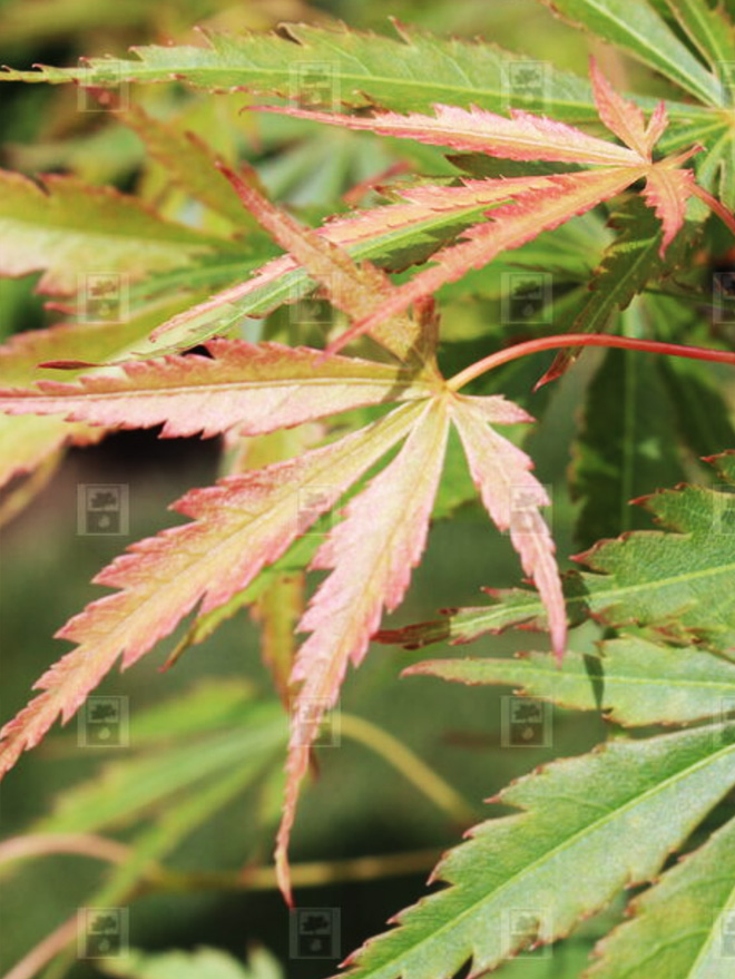 Orange Flame Japanese Maple Image