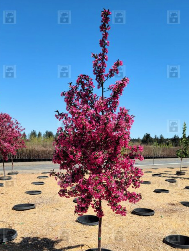 Prairifire Crabapple Image