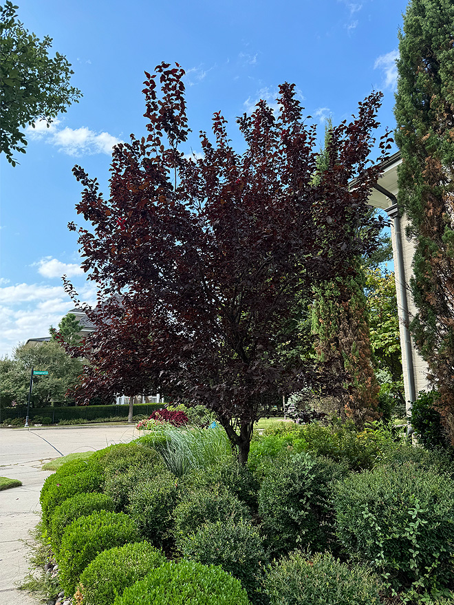 Krauter Vesuvius Purple Leaf Plum Image