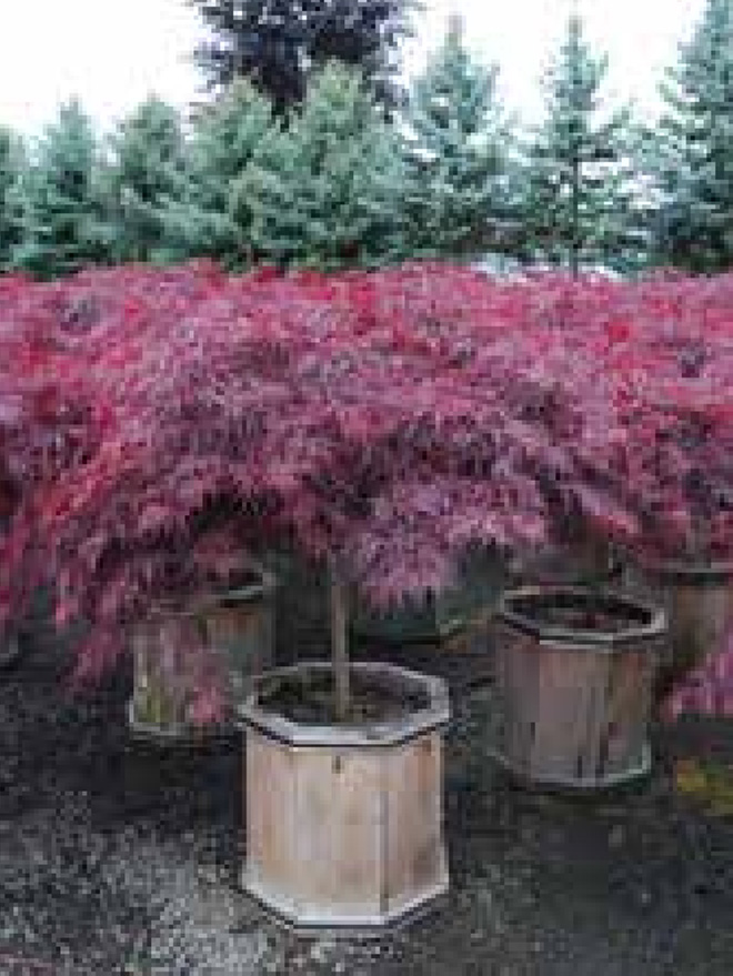 Red Dragon Japanese Maple Image