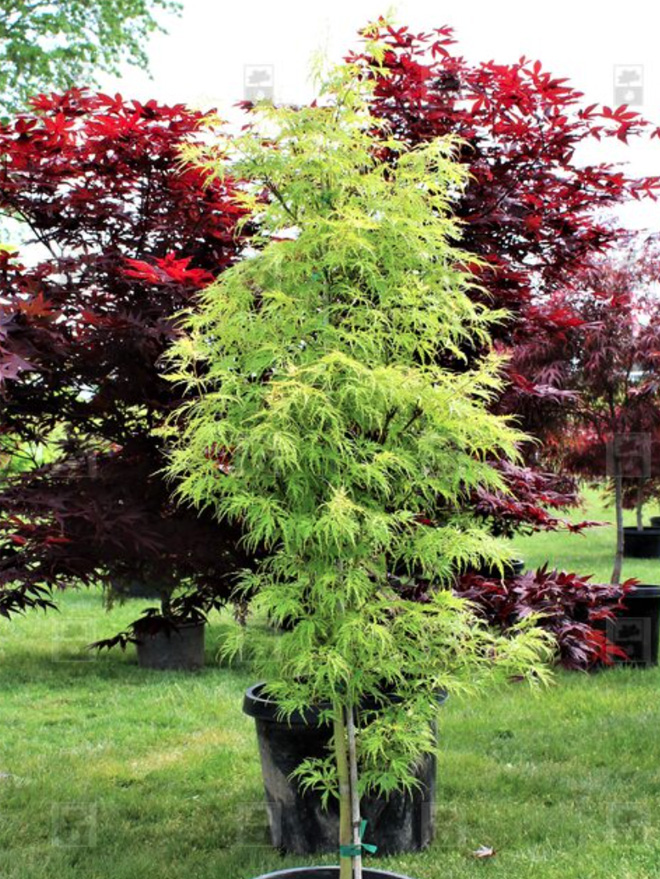 Seiryu Japanese Maple Image